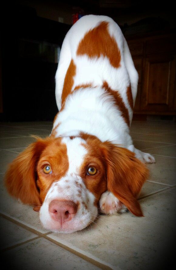 brittany spaniel doing yoga